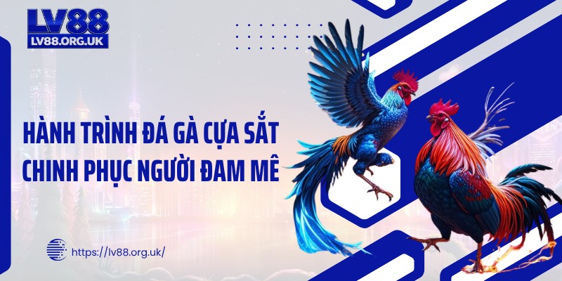 Hành trình đá gà cựa sắt chinh phục người đam mê